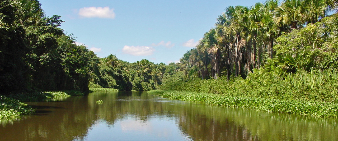 Orinoco Delta | William Wren